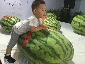 邯郸最新吃瓜事件,真相与争议交织的幕后故事