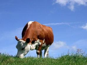 吃瓜的老牛,揭秘娱乐圈的幕后故事