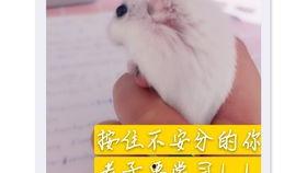 妈咪鼠鼠吃瓜,一场甜蜜的吃瓜盛宴