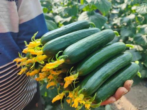 瓜当水果怎么吃,探索当季瓜果的多样食用方法