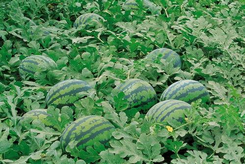 郑州同城吃瓜群,揭秘城市生活百态的“瓜田”