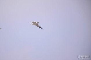 自由飞翔吃瓜视频,揭秘娱乐圈幕后故事