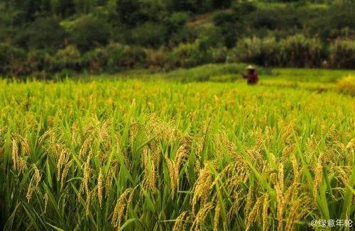 稻田吃瓜拍照,夏日田园摄影新风尚