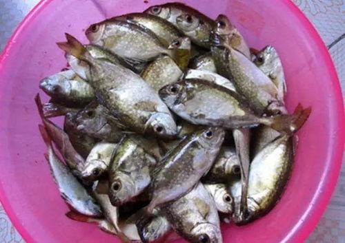 南鱼小记吃瓜,揭秘吃瓜背后的趣味与智慧