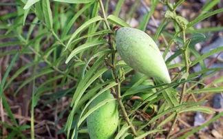 洋瓜瓢怎么吃,探索家常美味新选择