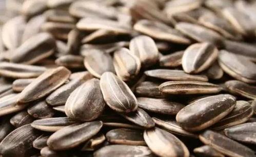 请人吃瓜吐瓜子